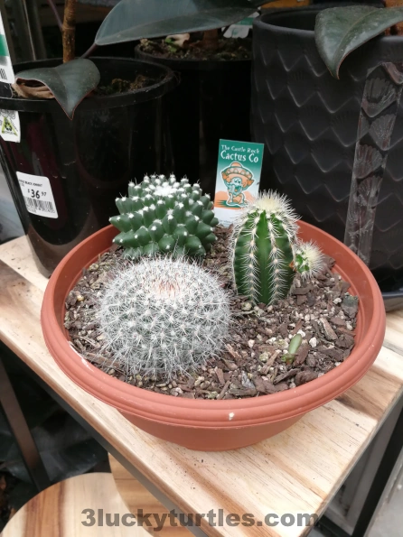 Image for post A pot of cacti plant.